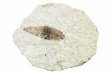 Fossil Winged Seed (Ailanthus) - Wyoming #245167-1